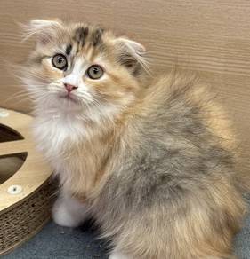 Scottish Fold Calico