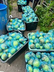 Pemborong dan Pembekal Jambu Lohan