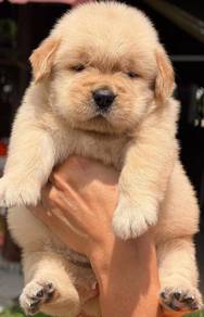 Golden retriever 3