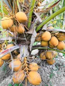 Benih kelapa kuning rendah/sgg tulen