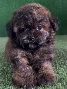 shipoo puppy