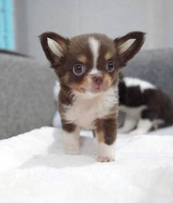 CHIHUAHUA PUPPIES VIP85🌷Head Apple Cute Dog