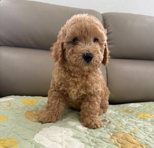 Toy poodle 
