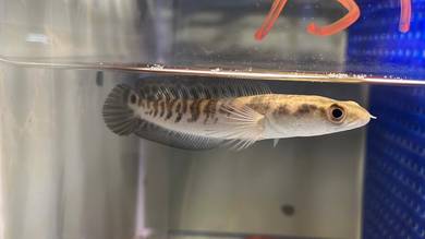 Ikan Channa Aqua Fish-Yellow Sentarum 5 inch (YS1)