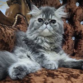 Male Persian Kitten