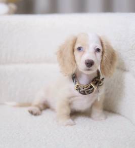 MINIATURE DACHSHUND Puppies VIP70🐻 Male~Female