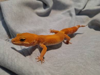 Leopard geckos