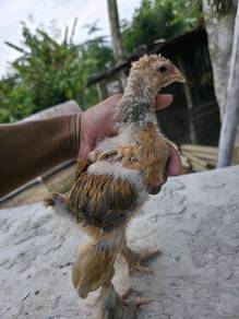 brahma