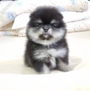 POMERANIAN PUPPIES A140 🌻 Available Boy-Girl