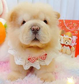 Chow Chow