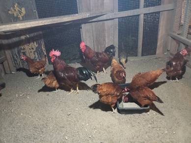 ayam Rir 