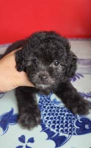 Tiny Poodle Grey Silver 