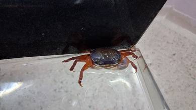 Ketam air tawar