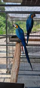 Burung blue and gold breed pair siap lesen