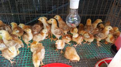 Anak Ayam RIR
