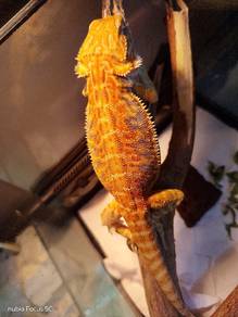 bearded dragon tiger leatherback