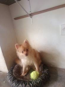 Pomeranian home breed
