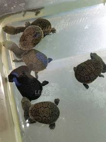 Siebenrock's Snake-Necked Turtle / Kura-Kura