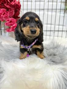 D4000 little cute mini Dachshund long haired puppy