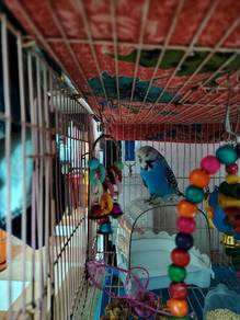 burung baji betina