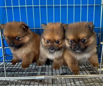 Pomeranian