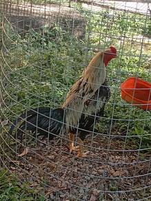 ayam 