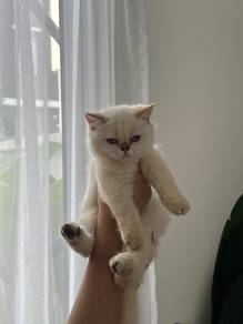 BSH Male