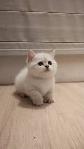 MUNCHKIN Female