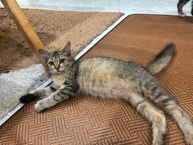 cat for rehome