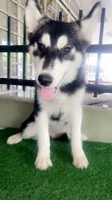 Husky Puppies for Sale