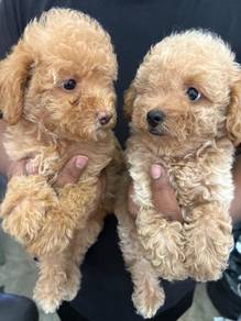 toy poodle puppy for sale