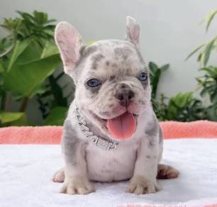 FRENCH BULLDOG PUPPIES VIP197🌻Cute & Healthy