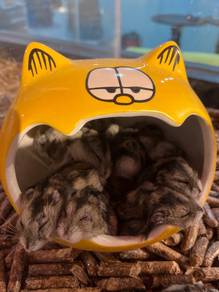 Hamster for Sale