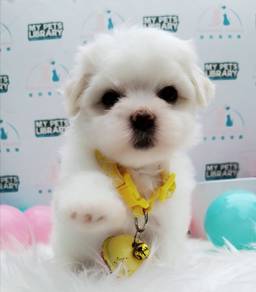 Maltese