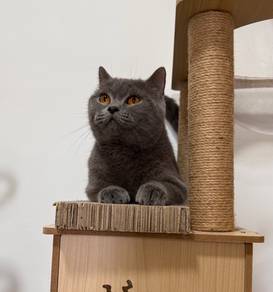 British Shorthair Female Kitten PROMO