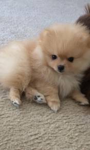 B7803 Lickmonster Pomeranian Cute Small Breed Comp