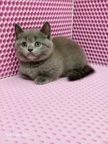 british shorthair munchkin