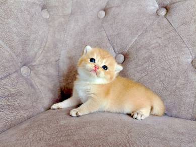 BSH Golden Padu 