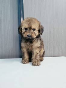 mix color brown Maltipoo female Maltese mix poodle