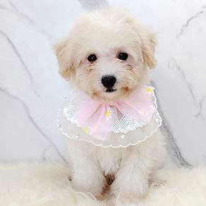 Maltipoo