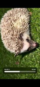 Hedgehog | Landak Mini - Female | Betina