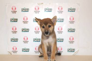 x46 Cute Shiba Puppy