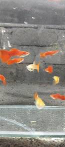 ikan guppy AFR