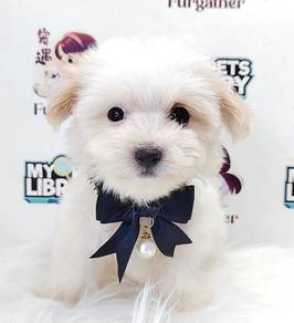 Bichon Frise