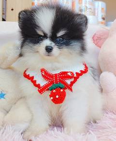 Pomeranian