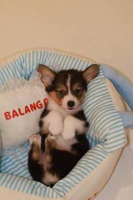 J0815 Corgi Cute Companion Puppy
