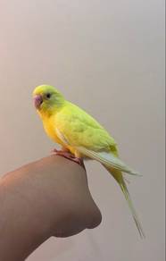 burung baji full yellow bird budgie