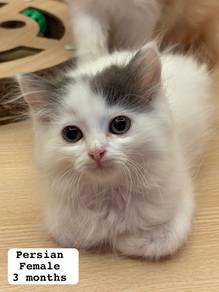 Persian Untuk Dijual !!