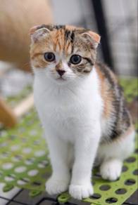 Scottish Fold Calico Munchkin Mix Female Kitten