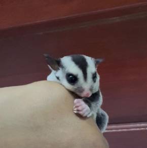 sugar glider fmale